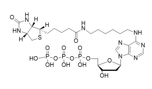 Biotin-7-dATP