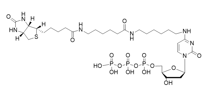 Biotin-14-dCTP