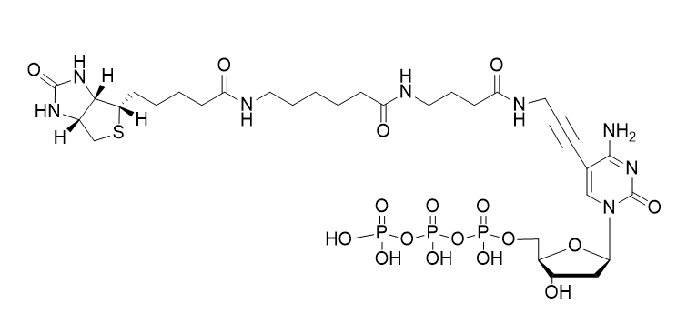 Biotin-16-dCTP