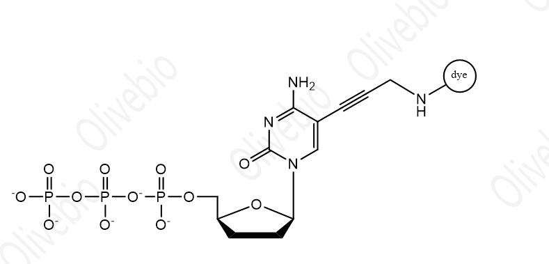 染料标记的2′,3′-二脱氧胞苷 5′-三磷酸(ddCTP)