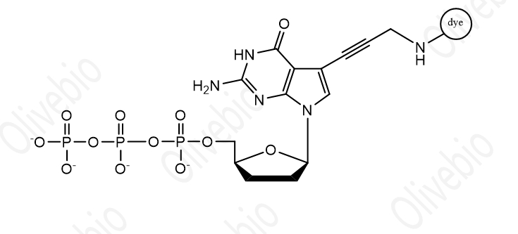 染料标记的2′,3′-二脱氧鸟苷 5′-三磷酸（ddGTP）