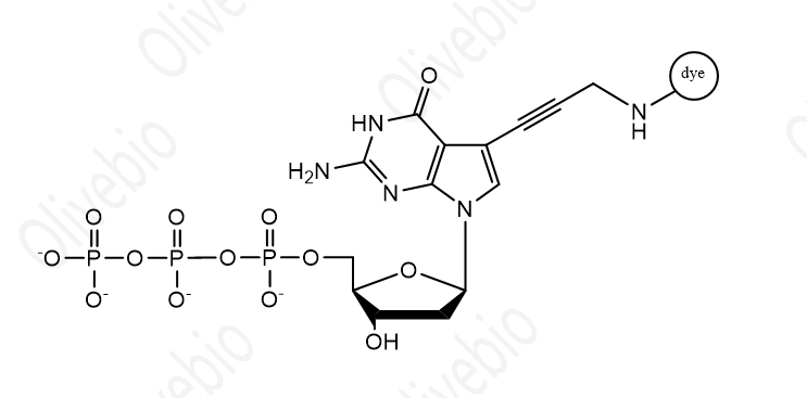 染料标记的2'-脱氧鸟苷-5'-三磷酸(dGTP)