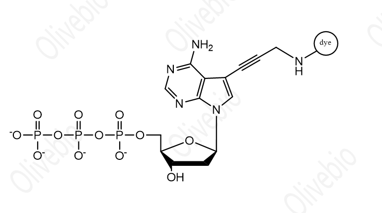 染料标记的2’-脱氧腺苷-5’-三磷酸（dATP）