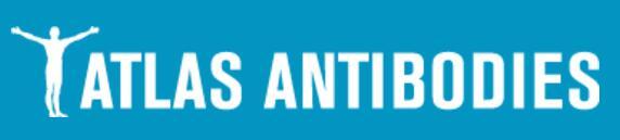 Atlas Antibodies.jpg