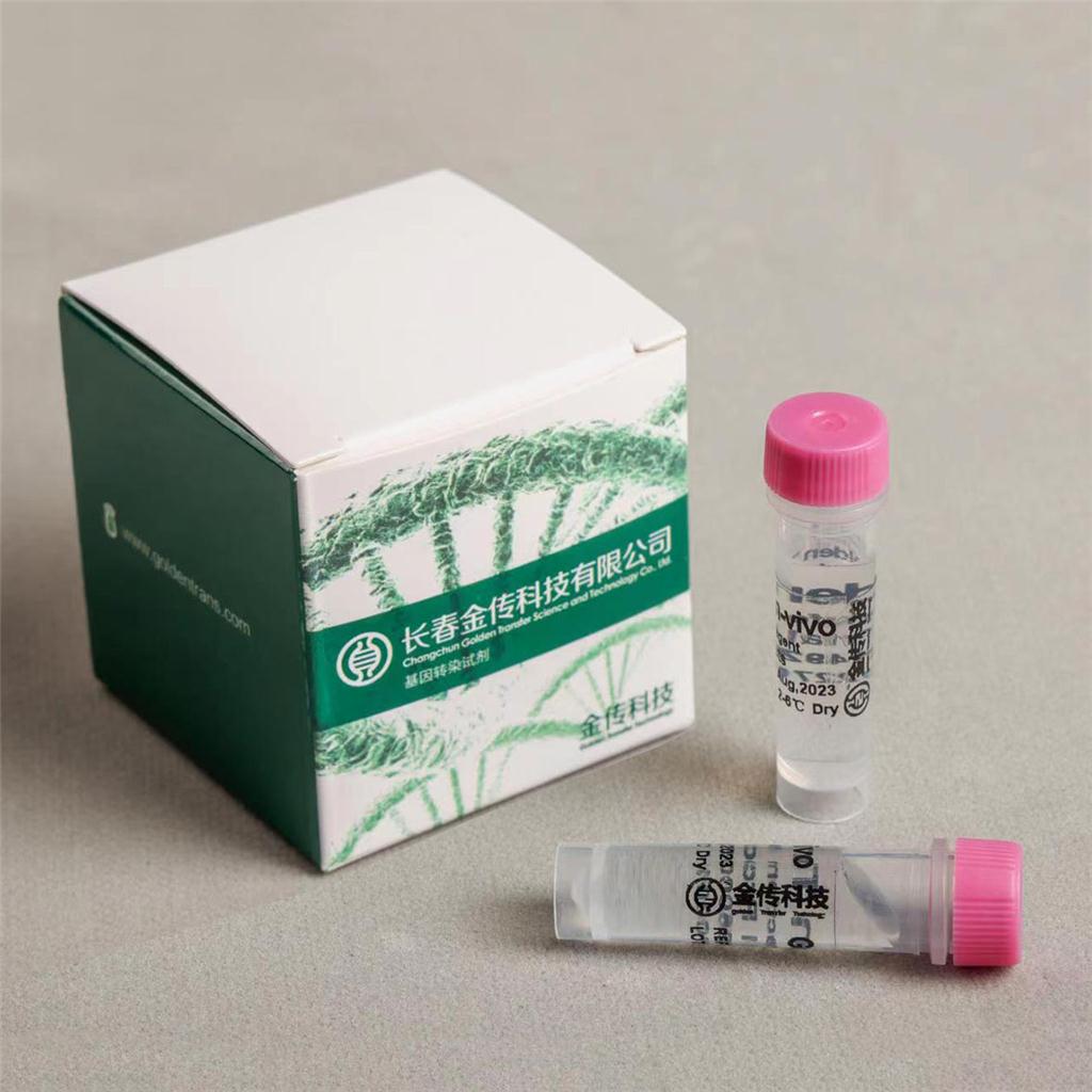 GoldenTran?-vivo是一款新型的体内基因转染试剂，可通过尾静脉注射的方式将基因传送至肿瘤部位。