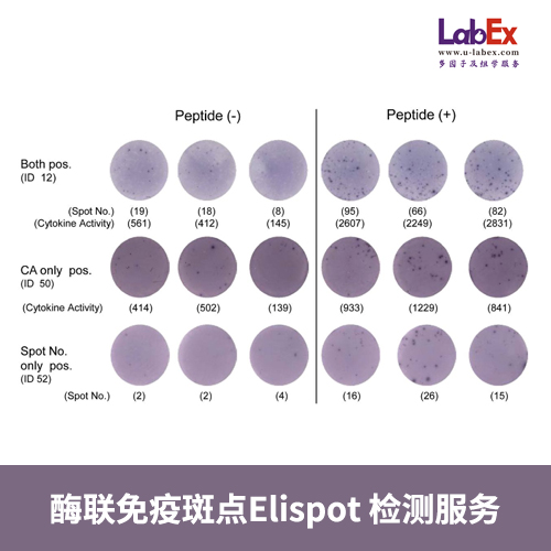 酶联免疫斑点(Elispot)检测服务