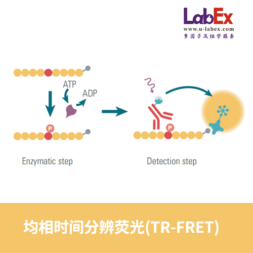 均相时间分辨荧光(TR-FRET)，HTRF检测服务