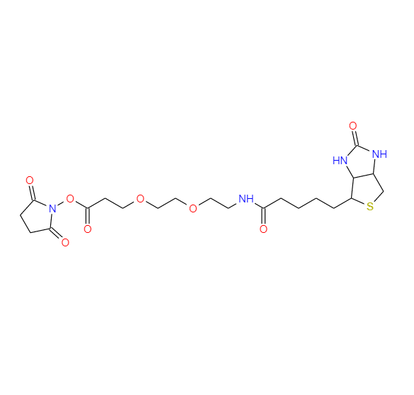 (+)-生物素-PEG2-NHS酯