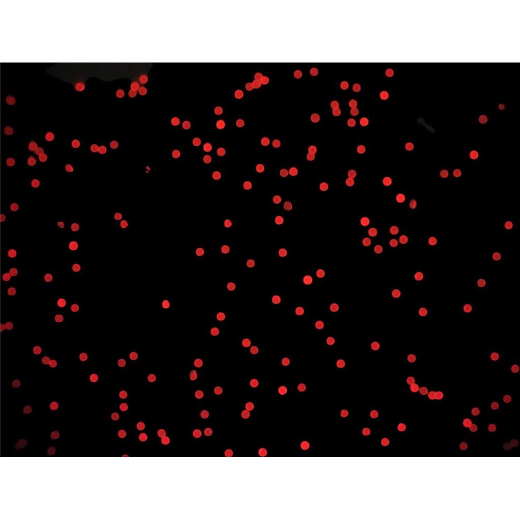 荧光微球/聚苯乙烯荧光微球/PS荧光微球, 10ml