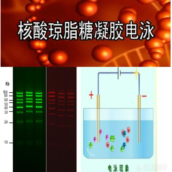 One-Stop DNA Urea-PAGE Pack