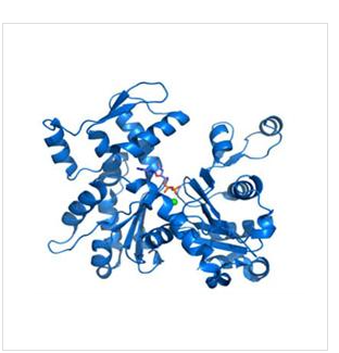 速激肽1(TAC1)重组蛋白