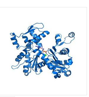 可卡因安非他明调节转录肽(CART)重组蛋白  