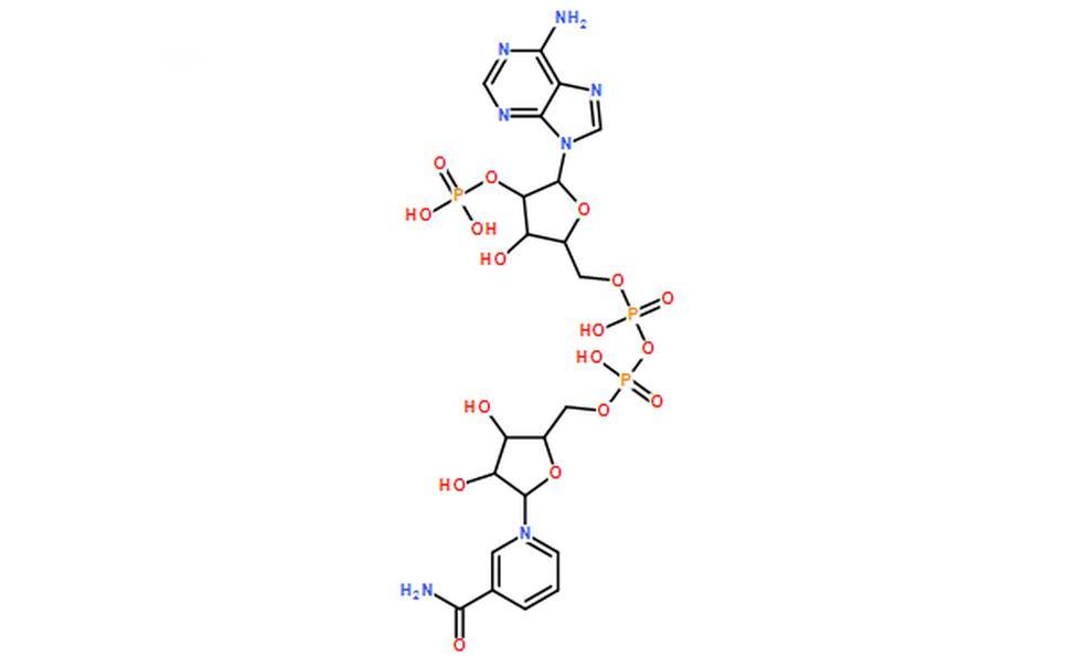 酰胺酸腺嘌呤二核苷酸磷酸