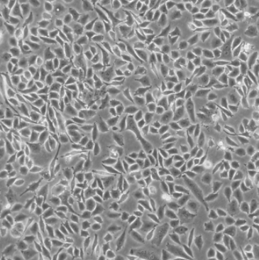 C3HAn小鼠结缔组织细胞（L929-TK-）LTK-