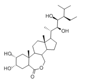 表高油菜素内酯