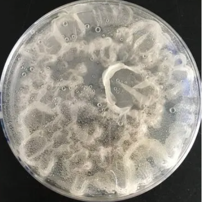 普洱解支链淀粉芽胞杆菌
