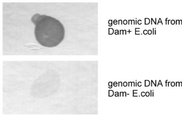 m6A antibody - 202 003 (SYSY)