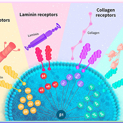 Integrin（整合素）系列蛋白-ACROBiosystems百普赛斯