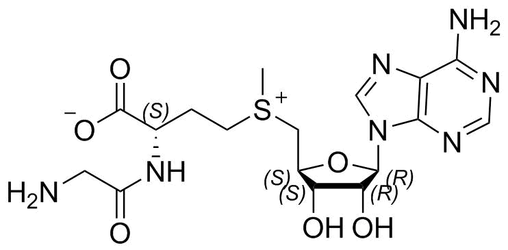 丁二磺酸腺苷蛋氨酸杂质II；5'-[[(3R)-3-[(2-氨基乙酰基)氨基]-3-羧丙基]甲基锍]-5'-脱氧腺苷