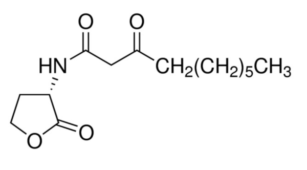 aladdin 阿拉丁 N488135 N-(3-氧代癸酰基)-L-高丝氨酸内酯 147795-40-2 98%