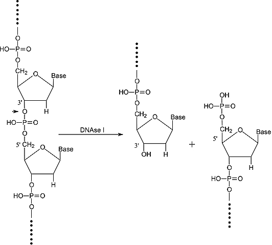 aladdin 阿拉丁 D106200 DNA酶I 来源于牛胰腺 9003-98-9 ≥2,000 Kunitz units/mg protein