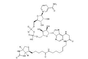 aladdin 阿拉丁 B286765 生物素-NAD + 146385-37-7