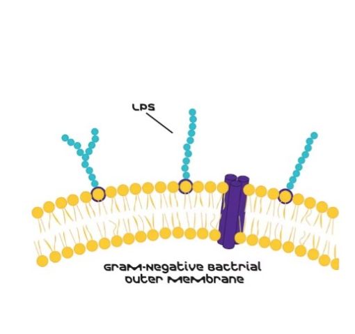 aladdin 阿拉丁 L386714 脂多糖 来源于大肠杆菌 055:B5 93572-42-0 purified by trichloroacetic acid extraction