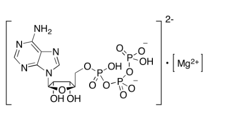 aladdin 阿拉丁 A463997 腺苷 5'-三磷酸镁盐 74804-12-9 ≥95%,细菌性