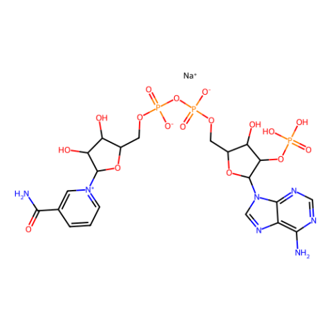 aladdin 阿拉丁 N196976 β-烟酰胺腺嘌呤二核苷酸磷酸钠盐(NADP) 1184-16-3 93%