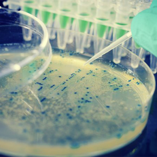 Podoplanin/PAPD重组蛋白-ACROBiosystems百普赛斯