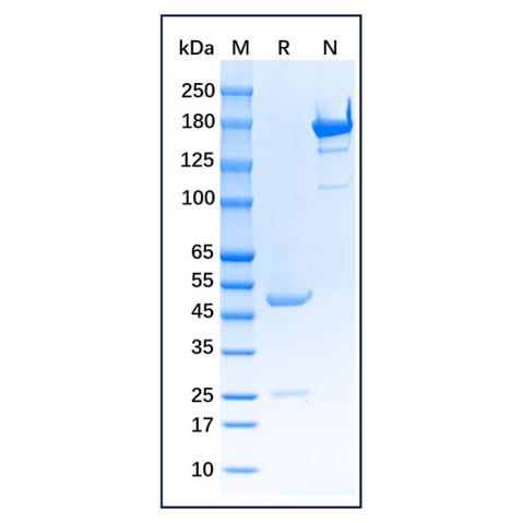 aladdin 阿拉丁 Ab005455 Myeloperoxidase Mouse mAb mAb(4C16-1); Mouse anti Human Myeloperoxidase Antibody; Capture Antibody, ELISA, CLIA, LF, GICA, FIA, LETIA; Unconjugated