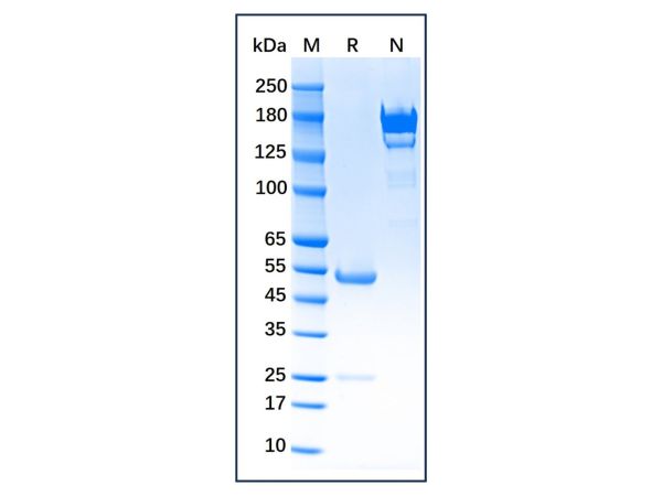 aladdin 阿拉丁 Ab005456 Myeloperoxidase Mouse mAb mAb(4D12-3); Mouse anti Human Myeloperoxidase Antibody; Capture Antibody, ELISA, CLIA, LF, GICA, FIA, LETIA; Unconjugated