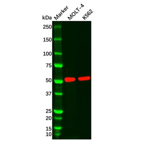 aladdin 阿拉丁 Ab006551 CD1a Mouse mAb mAb (C8); Mouse anti Human CD1a Antibody; WB; Unconjugated