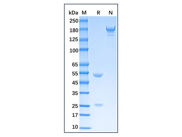 aladdin 阿拉丁 Ab008407 S100B Mouse mAb mAb(22G7-5); Mouse anti Human S100B Antibody; Detection or Capture Antibody, ELISA, CLIA, LF, GICA, FIA; Unconjugated