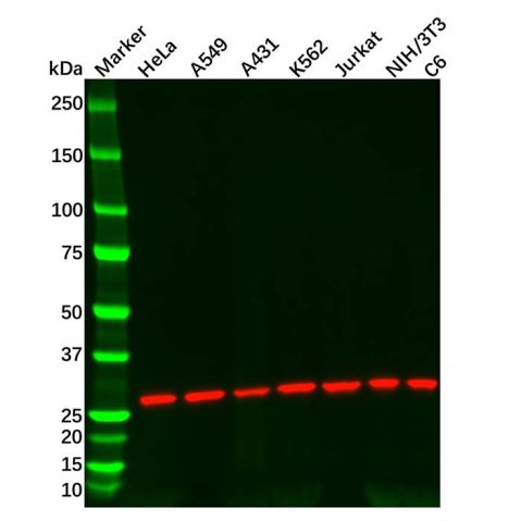 aladdin 阿拉丁 Ab086603 Recombinant 14-3-3 gamma/YWHAG Antibody Recombinant (R01-9D8); Rabbit anti Human 14-3-3 gamma/YWHAG Antibody; WB; Unconjugated