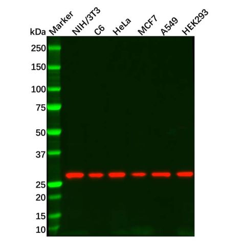 aladdin 阿拉丁 Ab086624 Recombinant 14-3-3 theta Antibody Recombinant (R07-8G4); Rabbit anti Human 14-3-3 theta Antibody; WB; Unconjugated