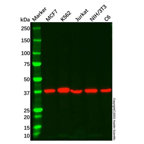 aladdin 阿拉丁 Ab087761 AIBZIP Mouse mAb mAb (1165CT16.1.1); Mouse anti Human AIBZIP Antibody; WB; Unconjugated