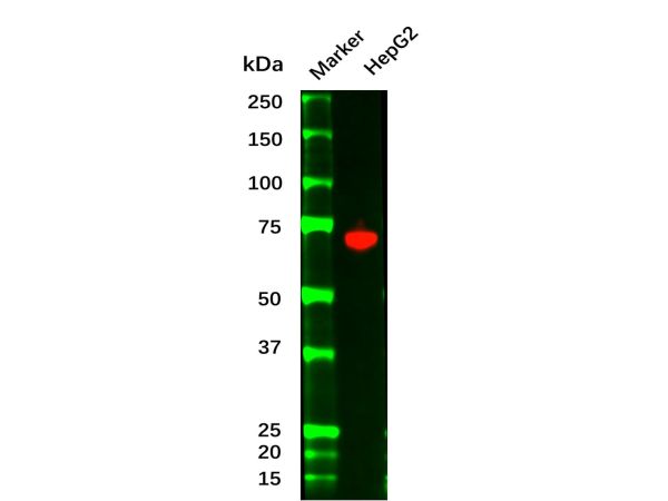 aladdin 阿拉丁 Ab088271 Recombinant alpha 1 Fetoprotein Antibody Recombinant (RM1011), Recombinant Anti-alpha 1 Fetoprotein Antibody; IHC, IF/ICC, Flow, WB, IP, ELISA; Unconjugated