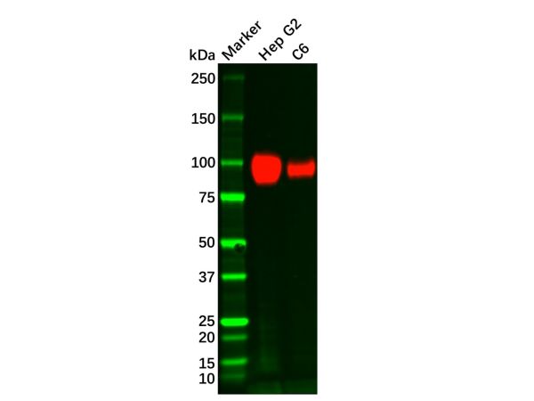 aladdin 阿拉丁 Ab088306 ATP1A1 Mouse mAb mAb (C209); Mouse anti Human ATP1A1 Antibody; WB, IHC; Unconjugated