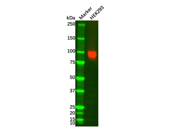 aladdin 阿拉丁 Ab088306 ATP1A1 Mouse mAb mAb (C209); Mouse anti Human ATP1A1 Antibody; WB, IHC; Unconjugated