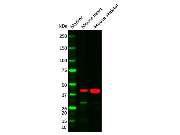 aladdin 阿拉丁 Ab088443 alpha-Smooth Muscle Actin Mouse mAb mAb (F1); Mouse anti Human alpha-Smooth Muscle Actin Antibody; WB, IHC; Unconjugated