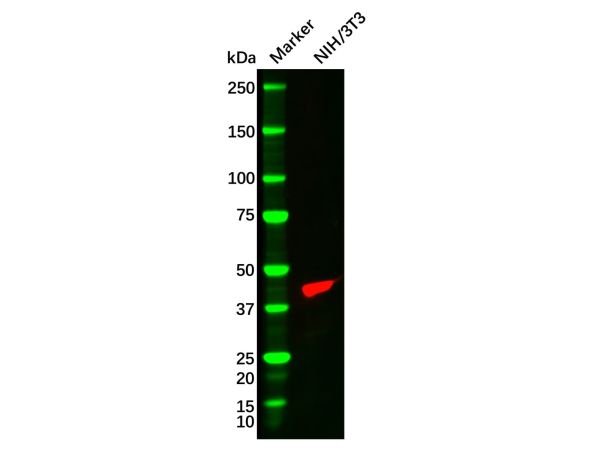 aladdin 阿拉丁 Ab088443 alpha-Smooth Muscle Actin Mouse mAb mAb (F1); Mouse anti Human alpha-Smooth Muscle Actin Antibody; WB, IHC; Unconjugated