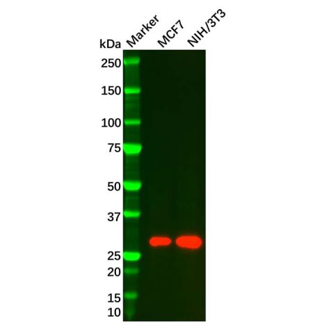 aladdin 阿拉丁 Ab088632 Amphiregulin Mouse mAb mAb(A3); Mouse anti Human Amphiregulin Antibody; WB, IHC, ICC, IF; Unconjugated