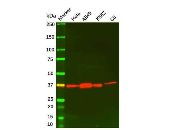 aladdin 阿拉丁 Ab088935 Annexin A1/ANXA1 Mouse mAb mAb (2F1); Mouse anti Human Annexin A1/ANXA1 Antibody; ELISA, WB, IHC; Unconjugated