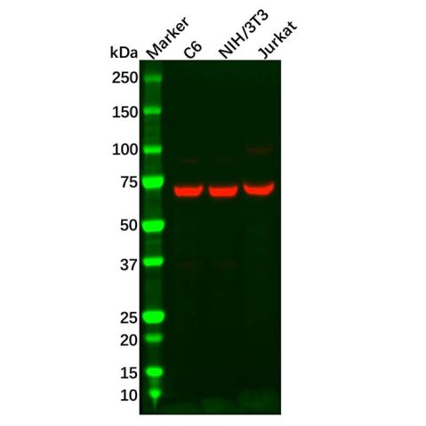 aladdin 阿拉丁 Ab089000 Recombinant Annexin-6/ANXA6 Antibody Recombinant (R03-6H4); Rabbit anti Human Annexin-6/ANXA6 Antibody; WB, IHC, ICC, IF; Unconjugated