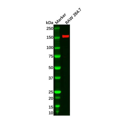 aladdin 阿拉丁 Ab089824 ASK1 Antibody pAb; Rabbit anti Human ASK1 Antibody; WB, IHC; Unconjugated