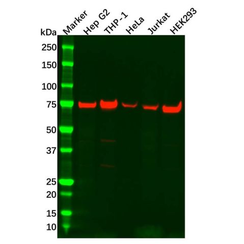 aladdin 阿拉丁 Ab090020 ATG7 Antibody pAb; Rabbit anti Human ATG7 Antibody; WB, IHC; Unconjugated