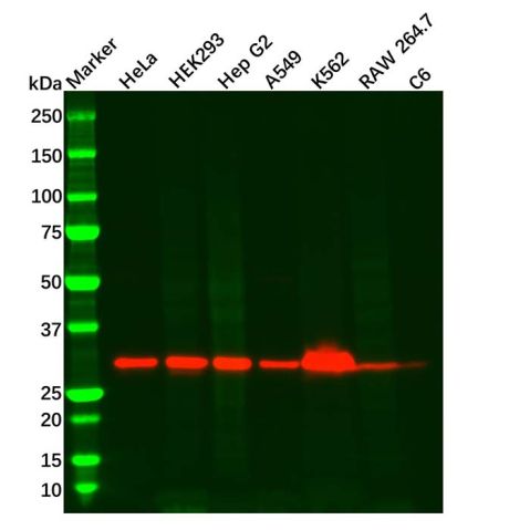aladdin 阿拉丁 Ab090180 ATP6V1E1 Antibody pAb; Rabbit anti Human ATP6V1E1 Antibody; WB, IHC, ICC, IF; Unconjugated