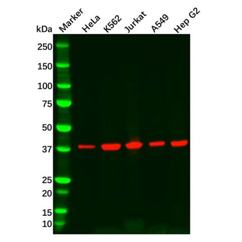 aladdin 阿拉丁 Ab090289 Recombinant Aurora B Antibody Recombinant (R01-3A4); Rabbit anti Human Aurora B Antibody; WB; Unconjugated