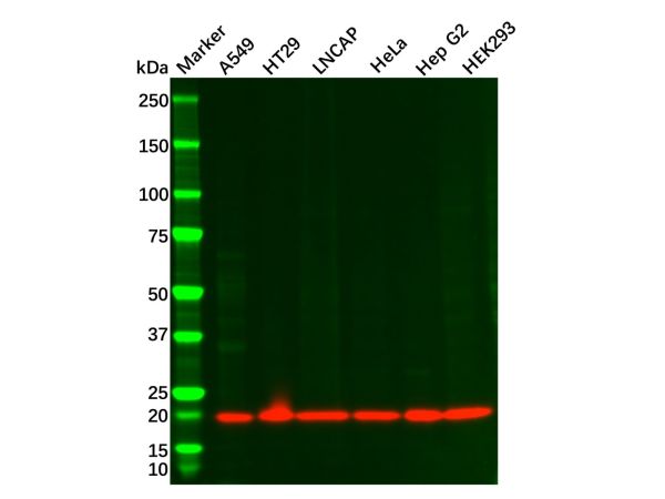 aladdin 阿拉丁 Ab090652 Recombinant Bax Antibody Recombinant (RR647); Rabbit anti Human Bax Antibody; WB, IHC, Flow, IP; Unconjugated